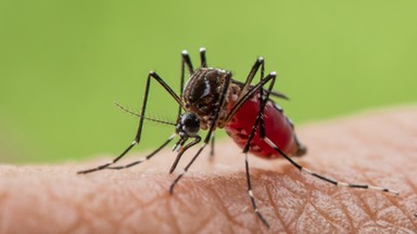 Komary tygrysie coraz bliżej Polski. Mogą przenosić groźne choroby