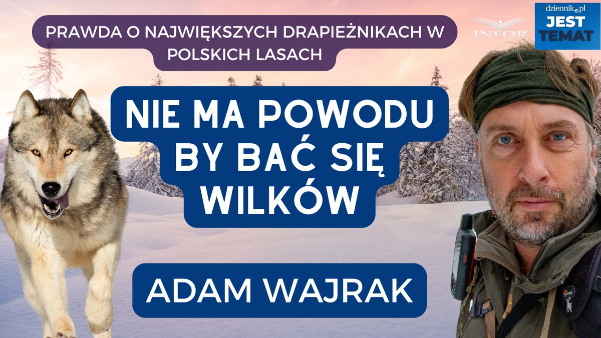Dlaczego ludzie boją się wilków? "Przyprawialiśmy im mordę przez setki lat" [WYWIAD]