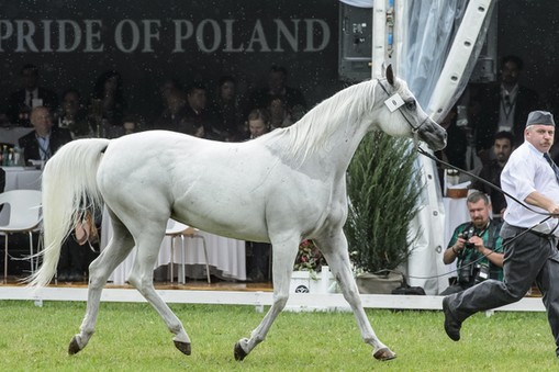 Pride of Poland konie arabskie Janów Podlaski Michałów