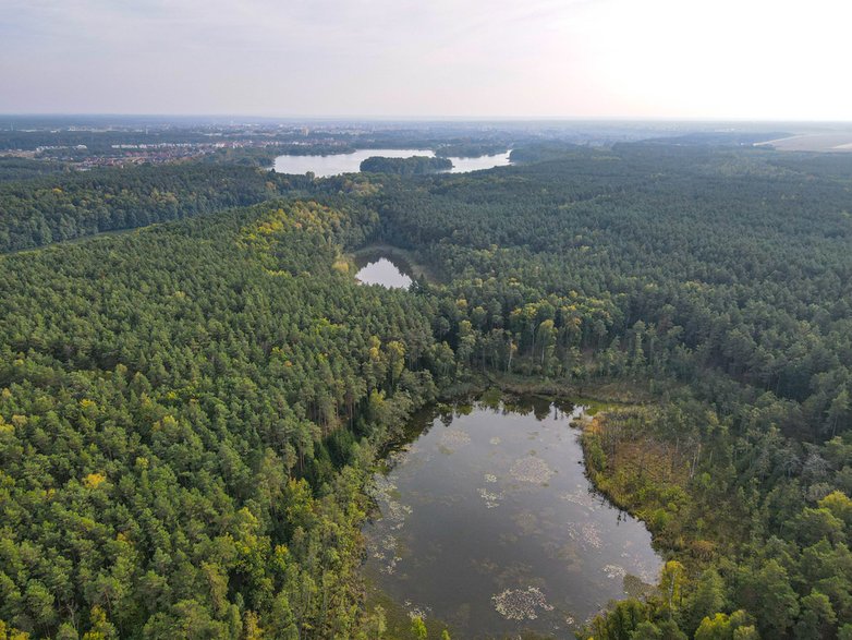 Rezerwat Przyrody Kuźnik