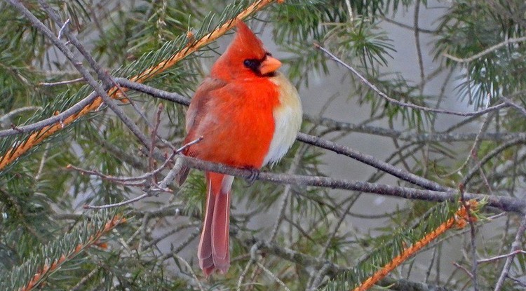  117215349 cardinal5