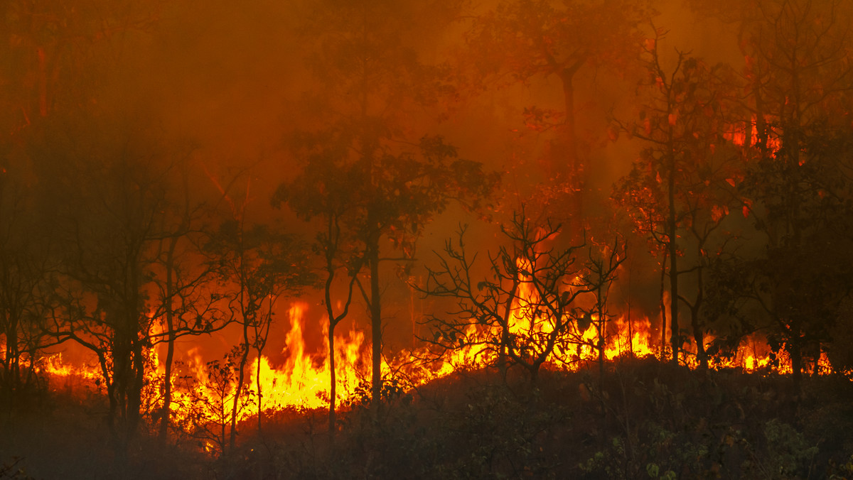 Tylko w lutym w Amazonii wybuchło prawie trzy tysiące pożarów
