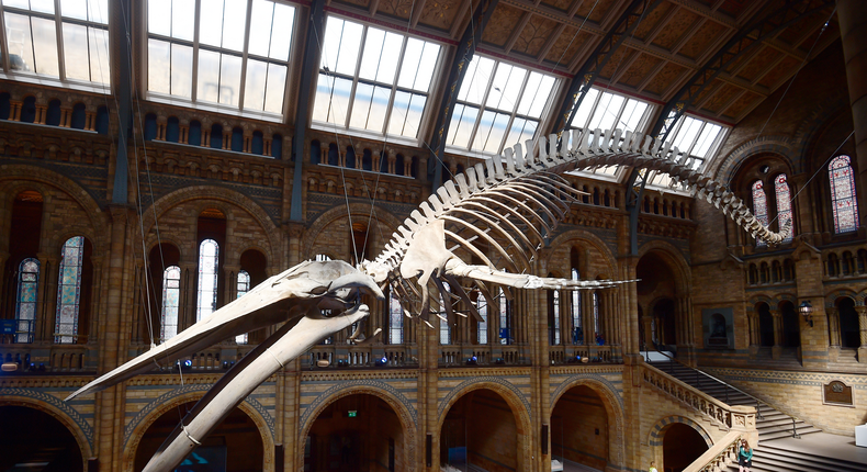 A giant blue whale skeleton is unveiled in the Hintze Hall at the Natural History Museum in London.