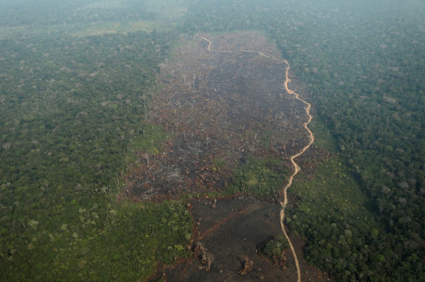 Pożar Amazonii. Płoną lasy deszczowe. Płuca świata zagrożone ogniem