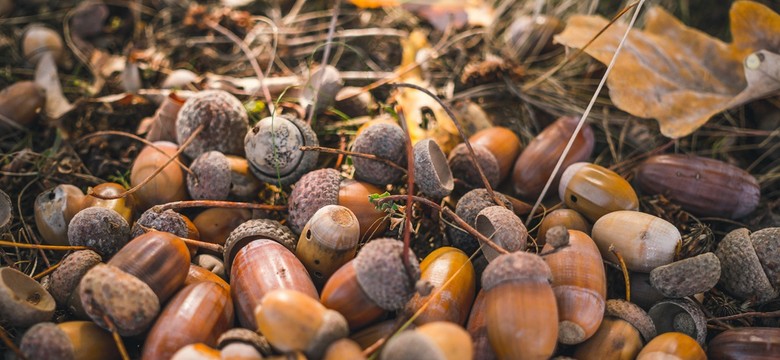 Jak zbierać żołędzie? Jest na to szybki sposób - zbieracz żołędzi. Czy się sprawdza