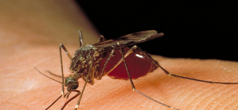 Malaria realnym zagrożeniem