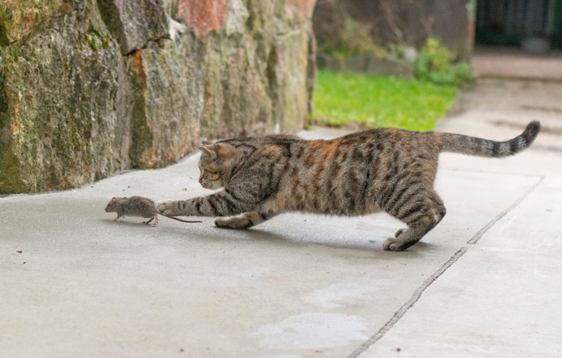 Cats are natural pest hunters [Excited Cats]