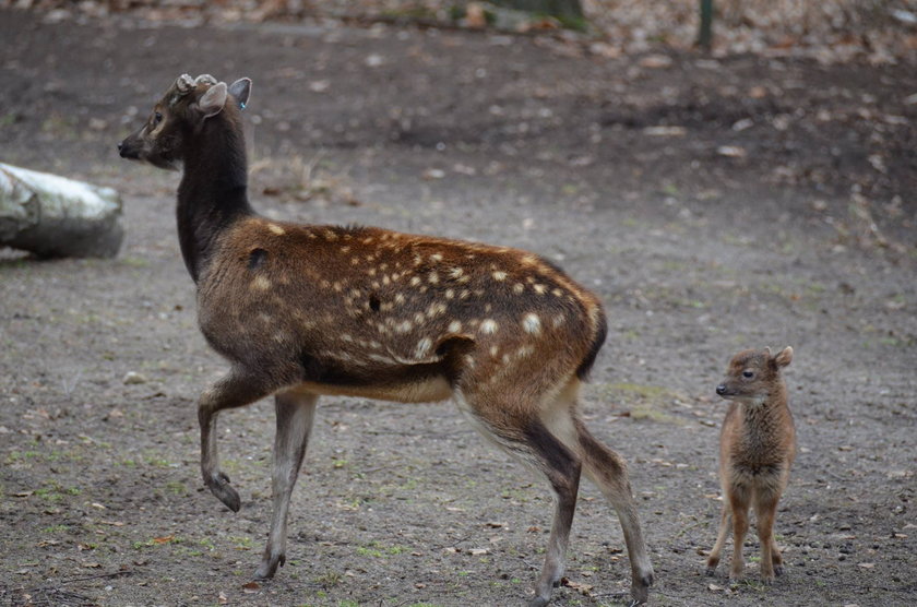 W poznańskim Nowym Zoo urodził się jeleń Alfreda