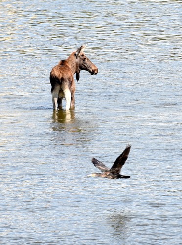 Łoś brodził w Wiśle w Warszawie
