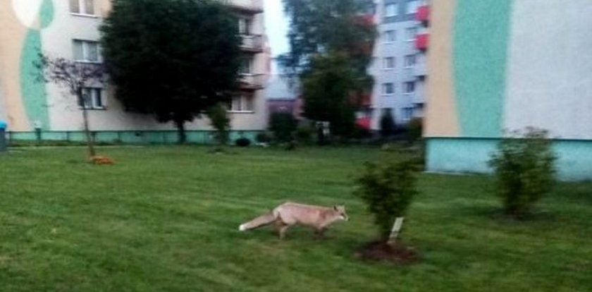 Lisek z osiedla gra w piłkę z dziećmi. Chcą go uratować