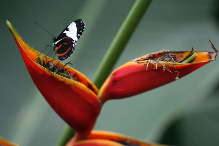 Motyl z rodziny Heliconius Cydno