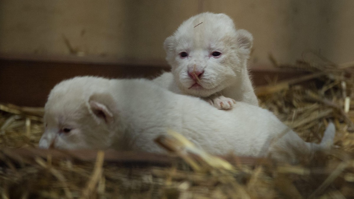 Zoo lew małpa lama koza