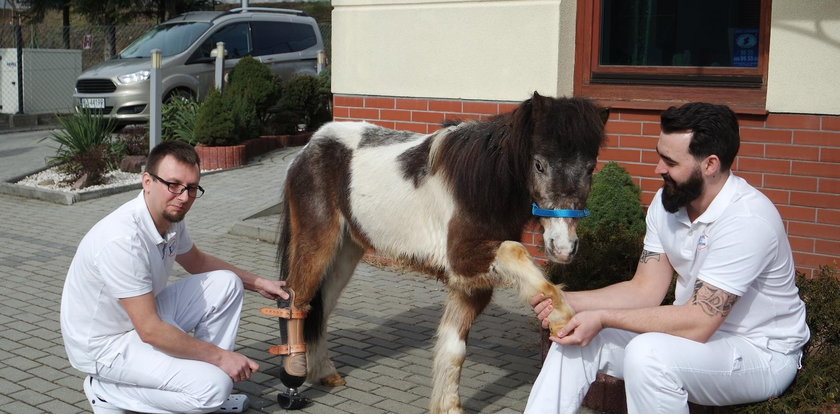 Kucyk Luis dostał nowe kopyto. Pierwszy w Polsce koń z protezą!