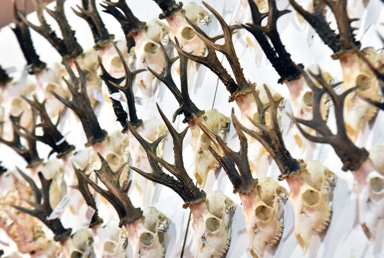 Izložba lovačkih trofeja