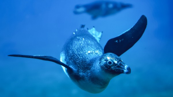AI pomoże w liczeniu pingwinów przylądkowych