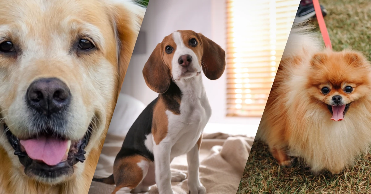 Najlepsi przyjaciele człowieka od 16 tys. lat? Odkryto najstarsze psie DNA