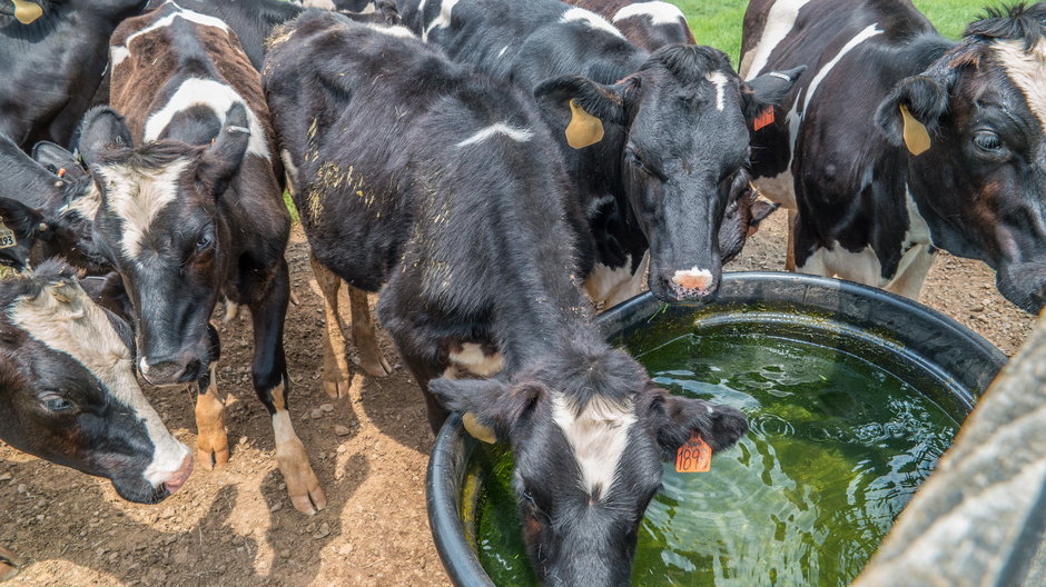 Przemysłowe hodowle zwierząt zużywają olbrzymie ilości wody