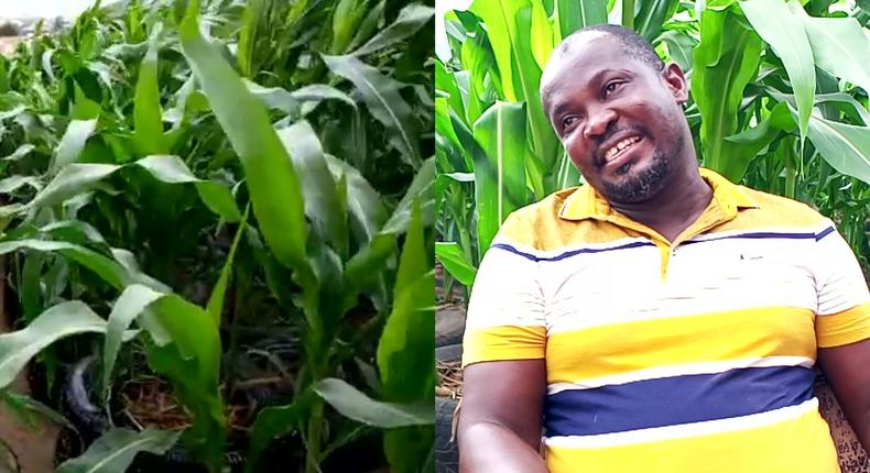 How “God’s direction to a Ghanaian pastor to convert the roof of his house into farmland  works perfectly (video)