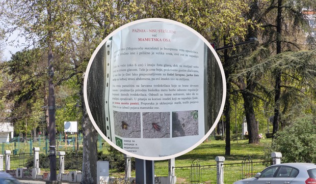 Karađorđev park Mamutska osa 