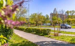 Aleja Armii Krajowej pięknie się zieleni! 