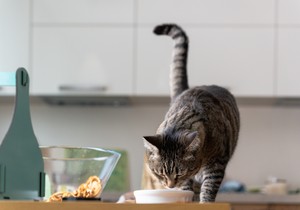 Evo zašto mačke kradu hranu sa stola