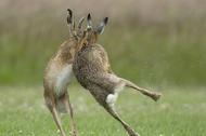 FIGHTING HARES / FIGHTING HARES /1596723