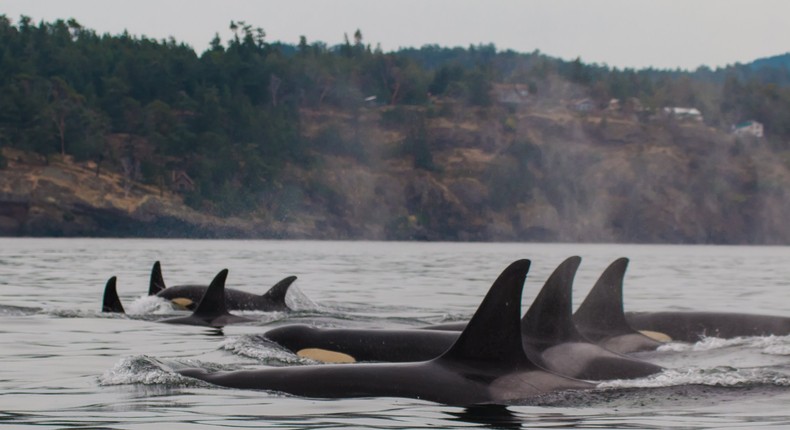 orca whales