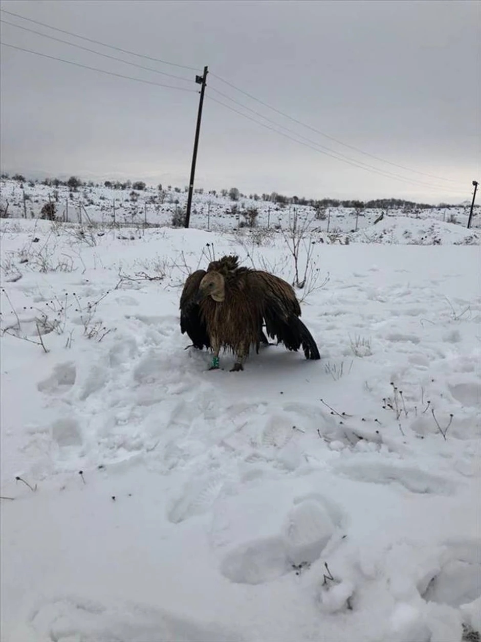 Promrzla i gladna dobrila 12. decembra pronađena u Turskoj