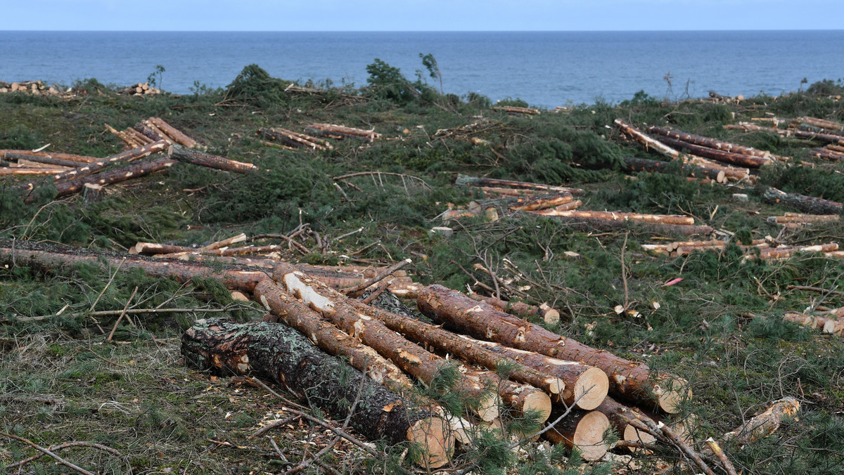 Wycinka jest zakończona. Wszystkie drzewa, które miały być wycięte, zostały wycięte - poinformował dziś rzecznik prasowy Regionalnej Dyrekcji Lasów Państwowych w Gdańsku Jerzy Krefft.