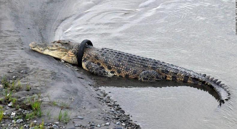 Brave man or woman needed to remove a tire from this crocodile’s neck for an undisclosed reward