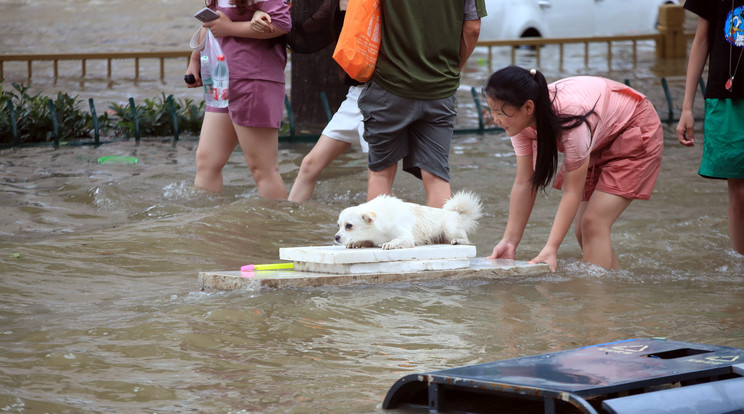 Kutyáját tolja deszkán egy nő az árvíz sújtotta kínai Csengcsou városban 2021. július 20-án. A heves esőzések következtében víz árasztotta el Honan tartomány székvárosának metróhálózatát, így emberek százai rekedtek a szerelvényekben, illetve az alagutakban. A természeti katasztrófának legkevesebb tizenkét halálos áldozata volt / Fotó: MTI/EPA/Featurechina