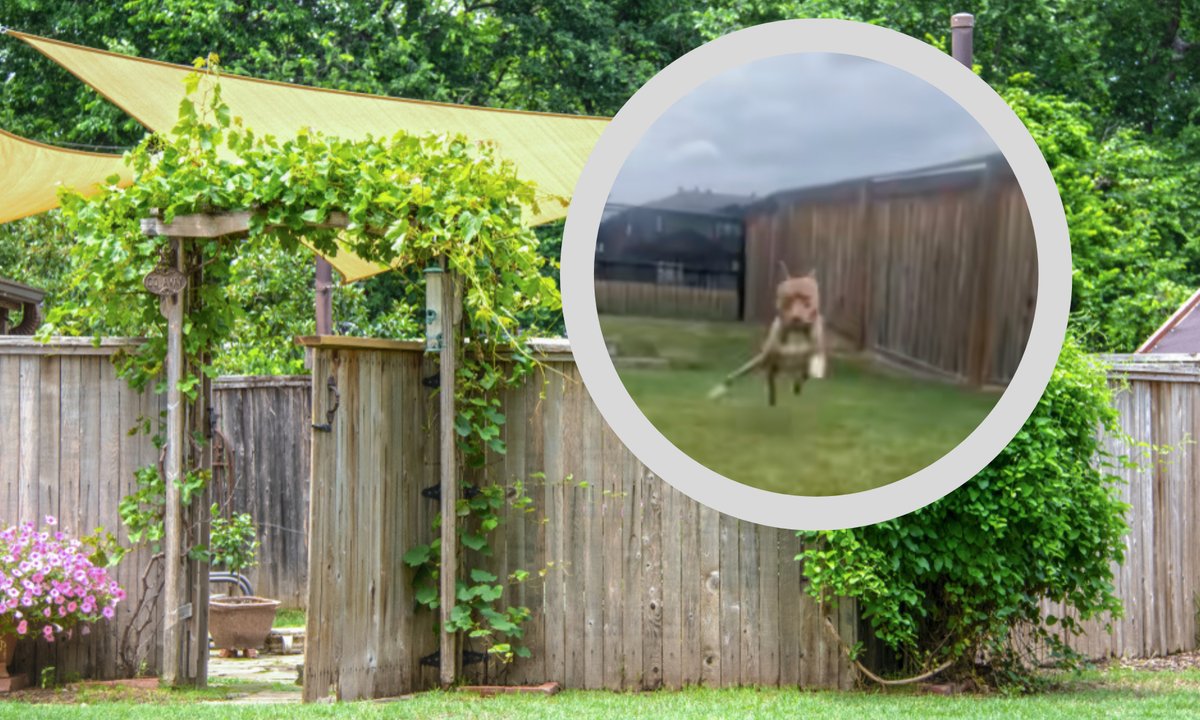 Pies po raz pierwszy biega po ogrodzie. Jego reakcja bezcenna [wideo]