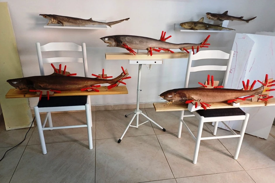 Preparirani morski psi