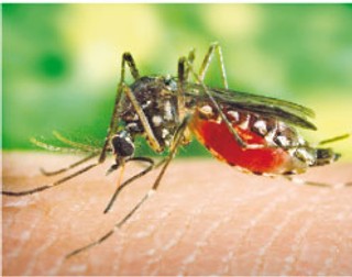 Komary powodziowe. Zalane gminy będą je teraz zwalczać z ziemi i z powietrza