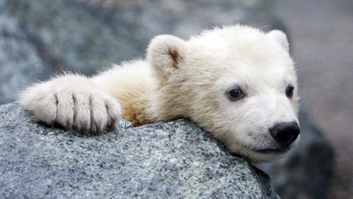 NIEMCY ZOO NIEDŹWIADEK POLARNY