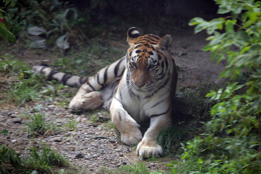 Lwy i tygrysy w ZOO w Łodzi mają nowy wybieg