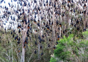 slepi misevi australija