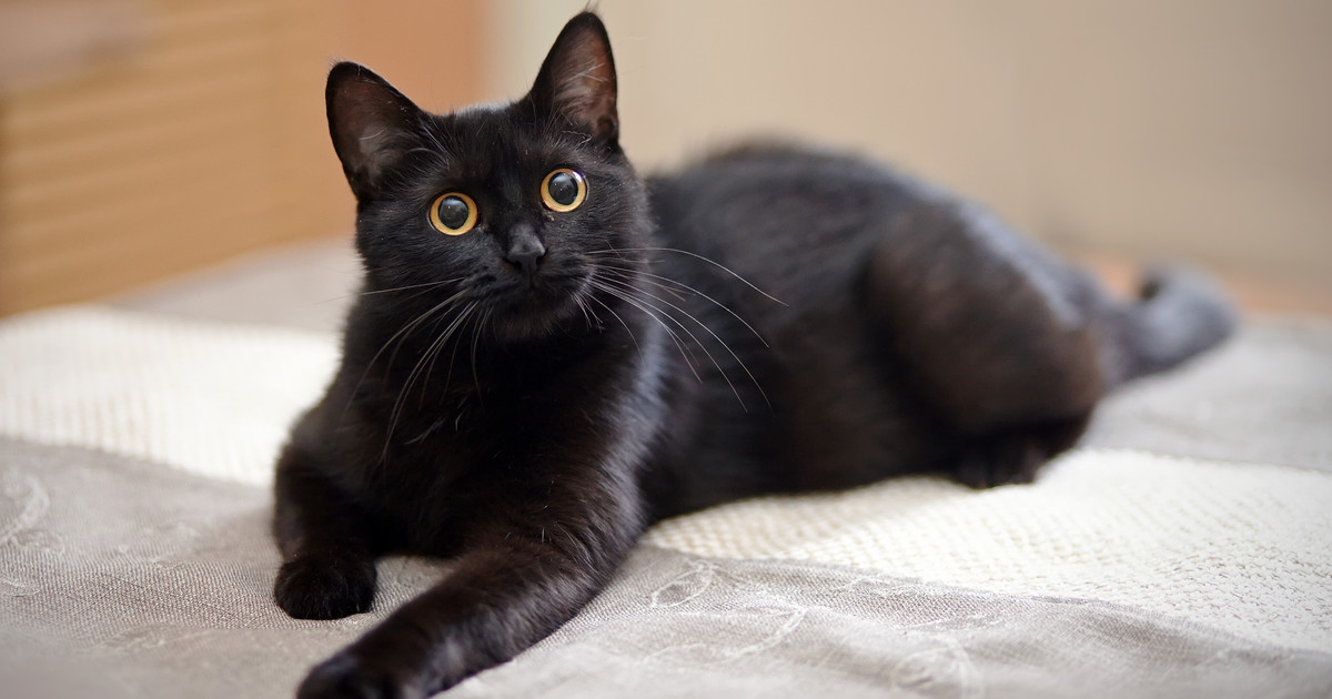 Czarne koty - fakty, quiz - Dom
