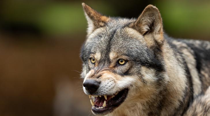 Egyre több a farkas hazánkban /Fotó: Shutterstock