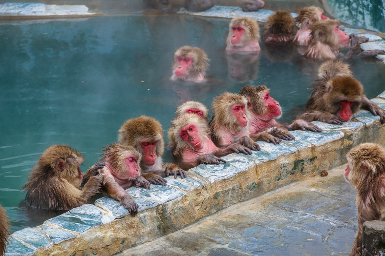 Małpy śnieżne w Hakodate Onsen