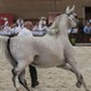 Klacz Pistoria koń klacz Stadnina Koni Michałów