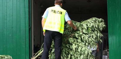 Policja znalazła gigantyczną marihuanę