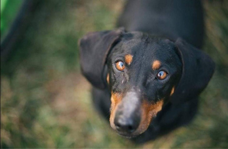 ﷯Veronika tacskója sajnos evett a méregből, elpusztult, de vizslája szerencsére nem ette meg 