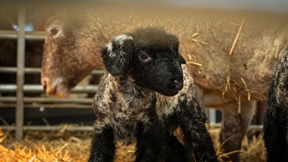 BBC | Foto: Dalscone Farm