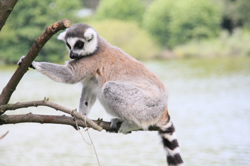 Lemury z zoo mają nową zabawkę