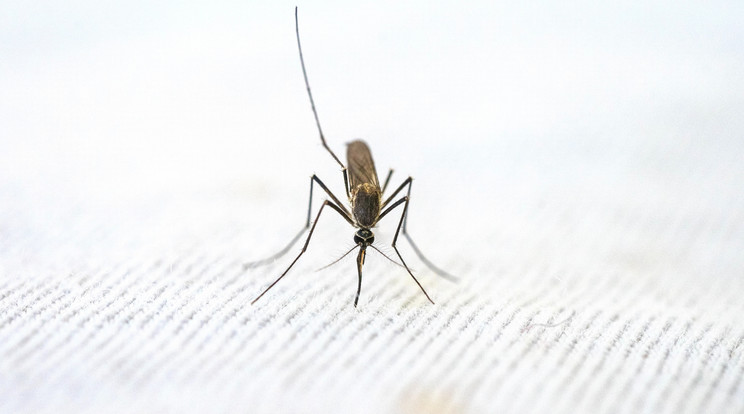 Tizenhárom vármegyében és a fővárosban gyérítik a szúnyogokat a héten /Illusztráció: Pexels