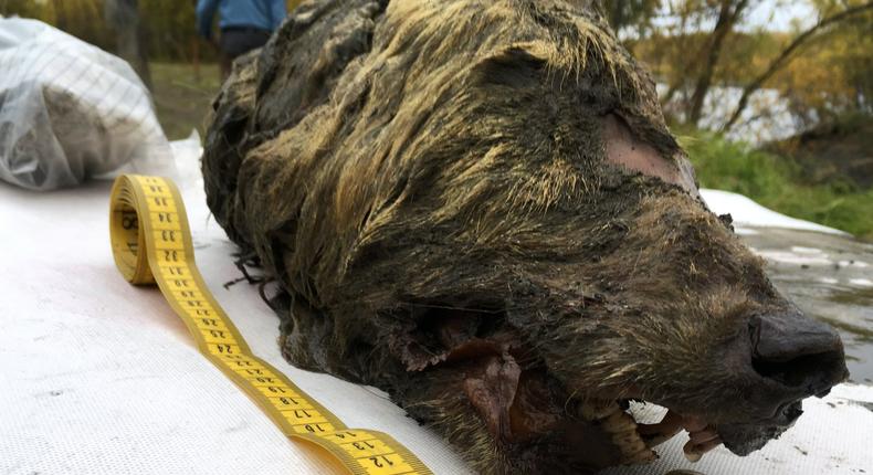 2019 06 14T063528Z_3_LYNXNPEF5C1KA_RTROPTP_4_RUSSIA PERMAFROST WOLF HEAD.JPG