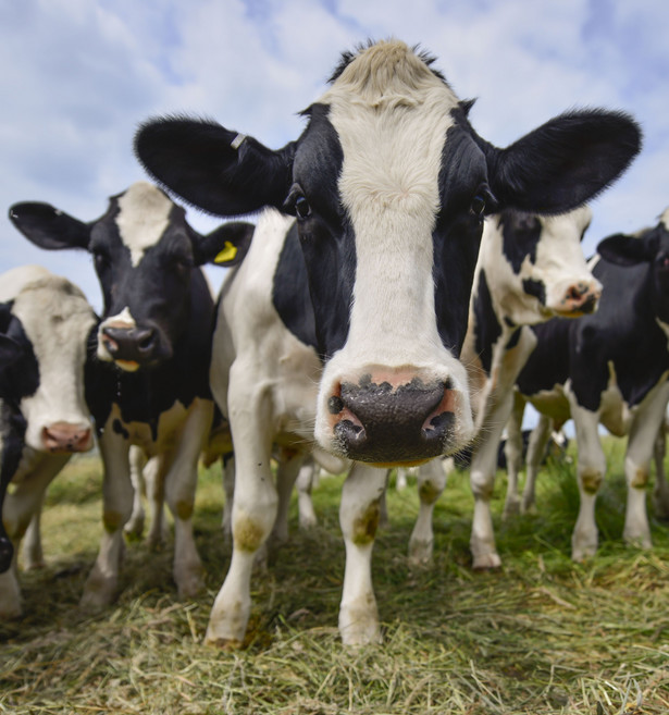 Prezydent staje w obronie krów z Deszczna. "Przepisy UE nakazują zabić te zwierzęta"