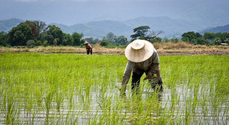 USAID facilitates $244 million in agricultural investments for over 18,000 Nigerian SMEs