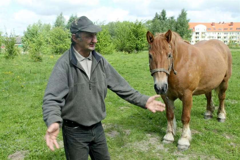 Przecież koń był trzeźwy..